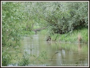 17th Jun 2012 - River Ouse