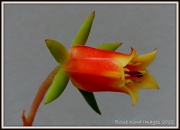 17th Jun 2012 - Cactus flower
