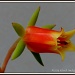 Cactus flower by rosiekind