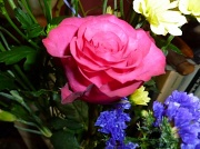 9th Jun 2012 - Rose
