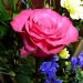 Rose by denidouble