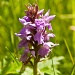 Southern Marsh Orchid by geertje