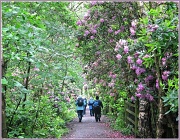 17th Jun 2012 - Rhododendron Walk. 