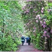 Rhododendron Walk.  by happypat