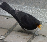 17th Jun 2012 - Blackbird