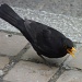 Blackbird by lellie