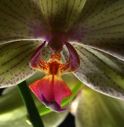 18th Jun 2012 - Phalaenopsis Orchid