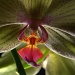 Phalaenopsis Orchid by jayberg
