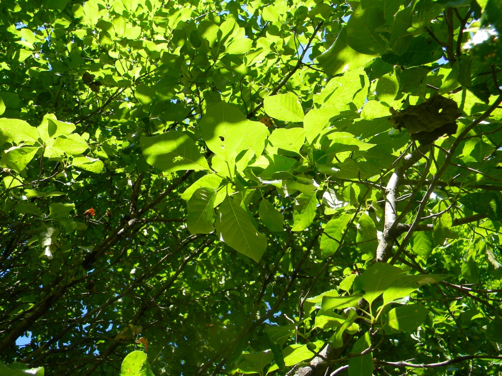 Blackgum Leaves 6.16.12 by sfeldphotos