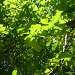 Blackgum Leaves 6.16.12 by sfeldphotos