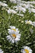 15th Jun 2012 - Harmony daisy. 