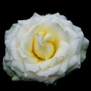 17th Jun 2012 - Another White Rose Bloom