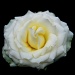 Another White Rose Bloom by kwind
