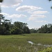 Marsh at high tide at Charles Towne Landing, Charleston, SC by congaree