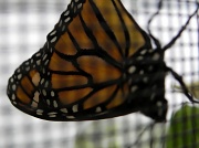 17th Jun 2012 - Eye spy a butterfly