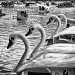 Docked Swans by nellycious
