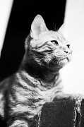 11th Jun 2012 - classic kitty