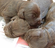 17th Jun 2012 - pile of pups