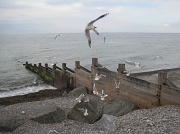 18th Jun 2012 - a scramble of seagulls