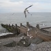 a scramble of seagulls by quietpurplehaze