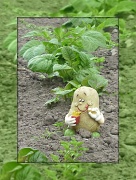18th Jun 2012 - potato joker