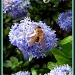 Ceanothus by busylady