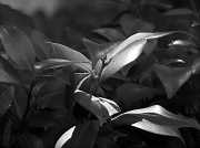 18th Jun 2012 - In the light of leaves...