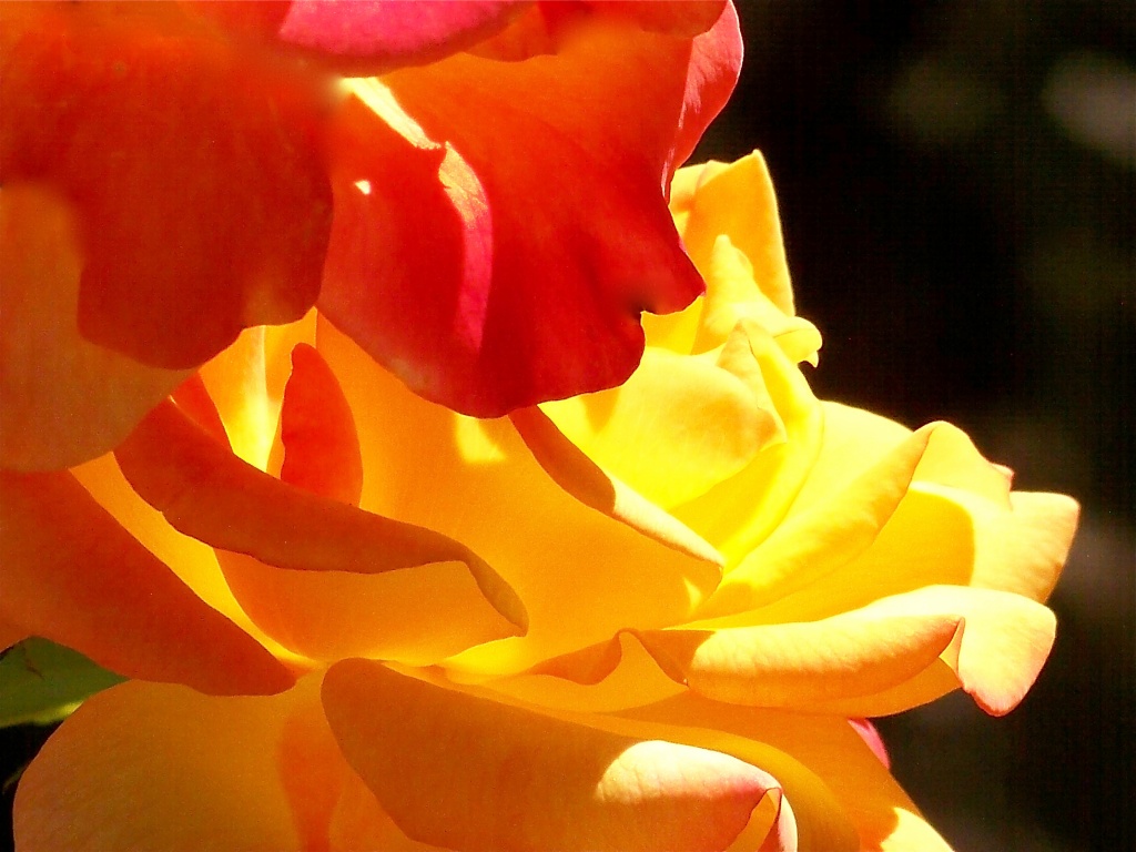 Rose petals and sunshine... by marlboromaam