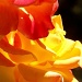 Rose petals and sunshine... by marlboromaam