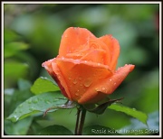 18th Jun 2012 - Orange rosebud