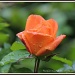 Orange rosebud by rosiekind