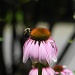 Echinacea  by mej2011
