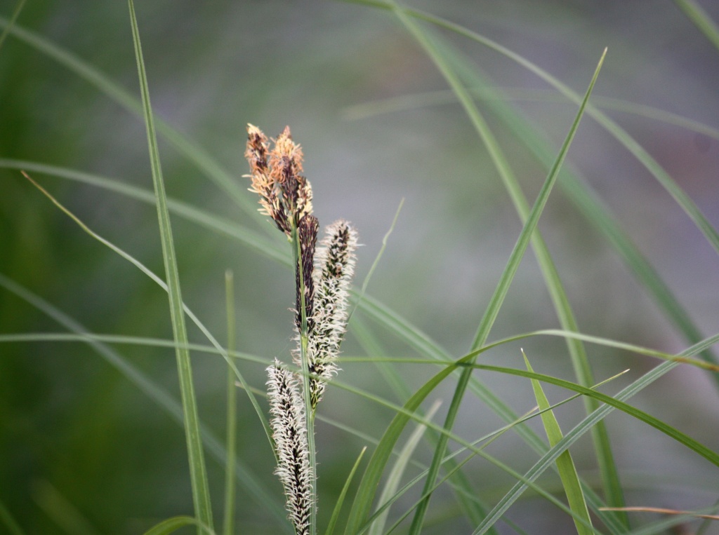 Carex acuta - Viiltosara IMG_3989 by annelis