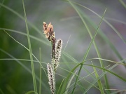 1st Jun 2012 - Carex acuta - Viiltosara IMG_3989
