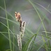 Carex acuta - Viiltosara IMG_3989 by annelis