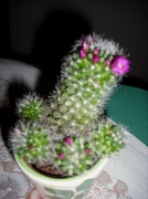 17th Jun 2012 - Flowering Cactus  