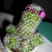 Flowering Cactus   by jennymdennis