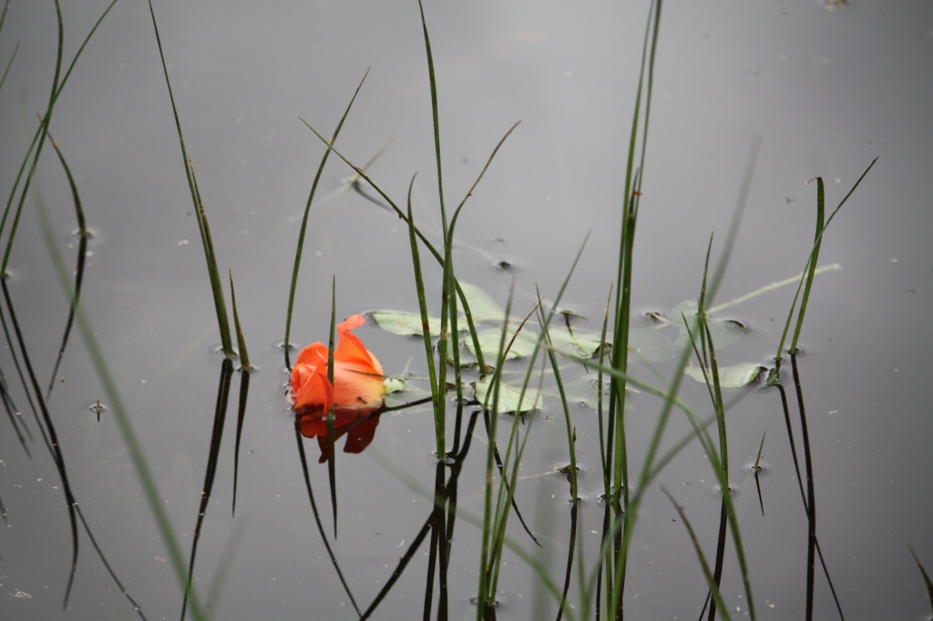 Rose in the pond by annelis
