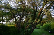 5th Jun 2012 - The Evening Tree