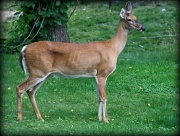18th Jun 2012 - A doe passing through my yard