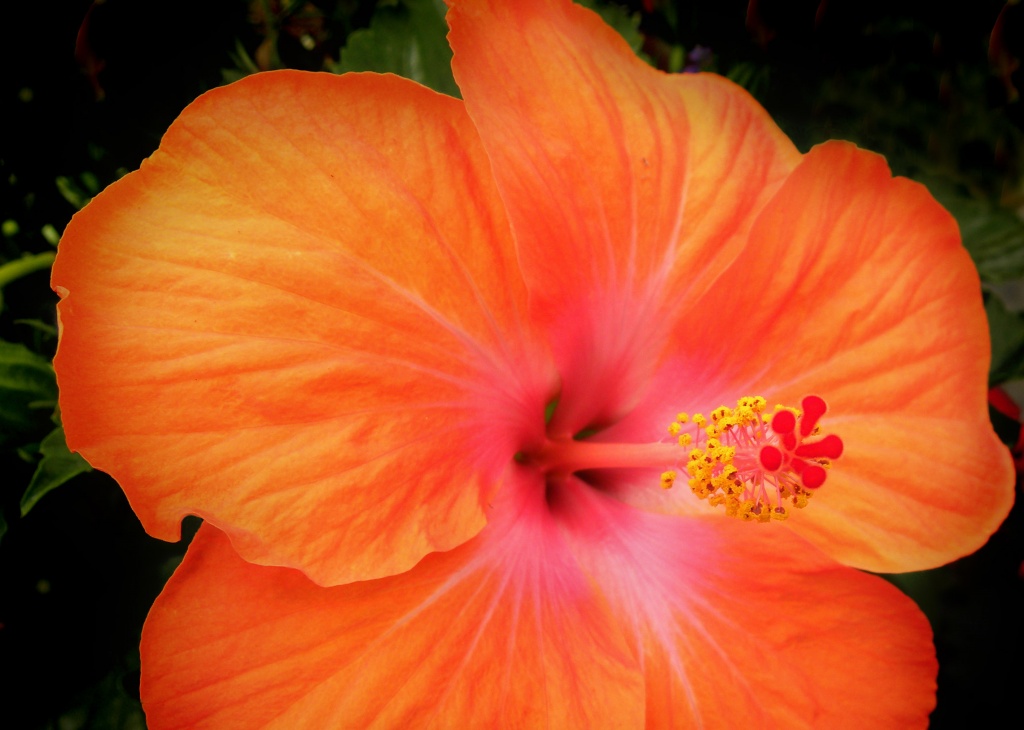 Hibiscus  by sunnygreenwood