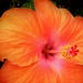Hibiscus  by sunnygreenwood
