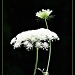 Queen Anne's Lace by skipt07