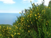 18th Jun 2012 - Blue sea and yellow broom