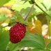 365-Strawberry DSC03559 by annelis