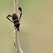 18th Jun 2012 - Leaf-footed Bug