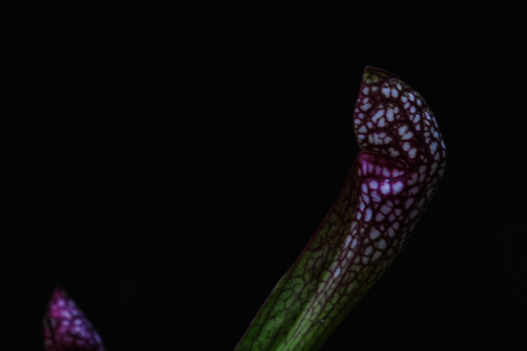 Pitcher Plant by lstasel
