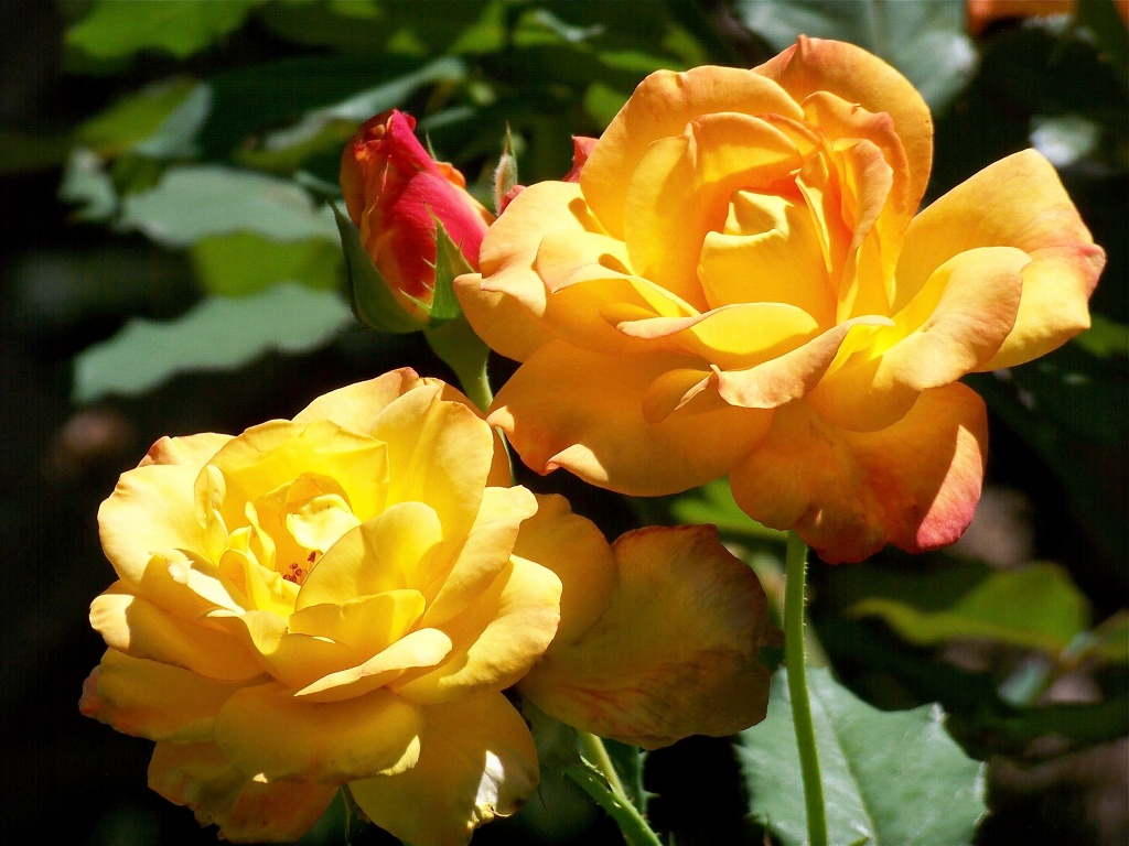 Roses in the sunshine... by marlboromaam