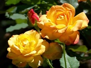 15th Jun 2012 - Roses in the sunshine...