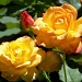 Roses in the sunshine... by marlboromaam